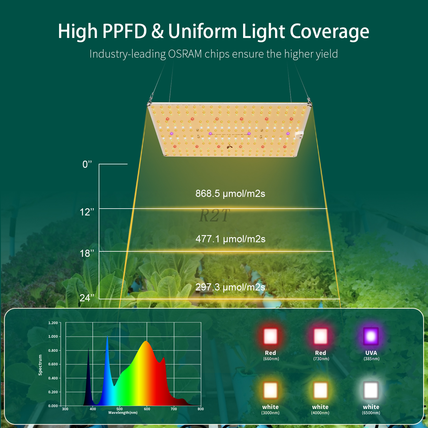 R2TLámpara de cultivo LED Quantum Alpha 150W QP304+16 de espectro completo de cultivo 3000k+4000K+IR+UVA
